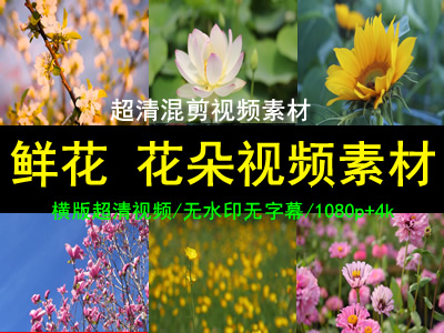 鲜花 花卉 花朵视频素材